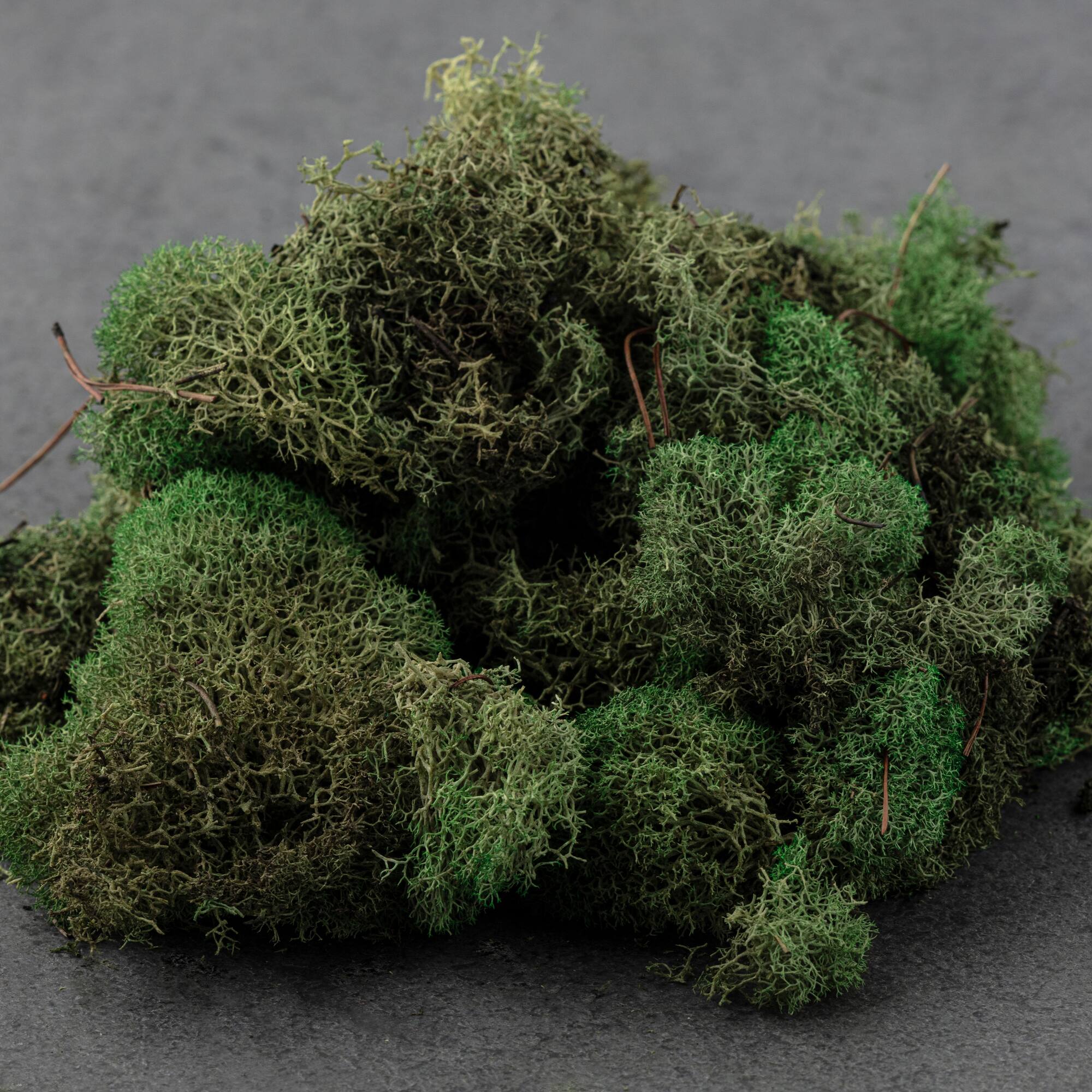 Reindeer Moss by Ashland